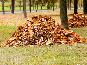 leaf-pile